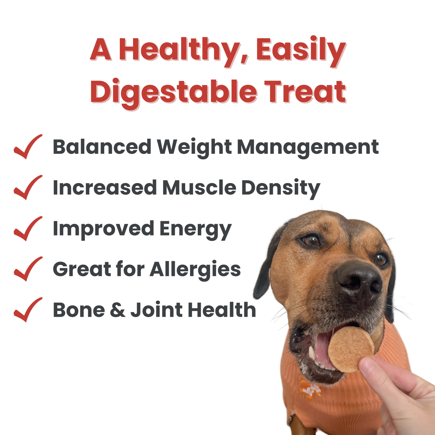 Holiday Dog Treat Snack Pack Bundles (24)