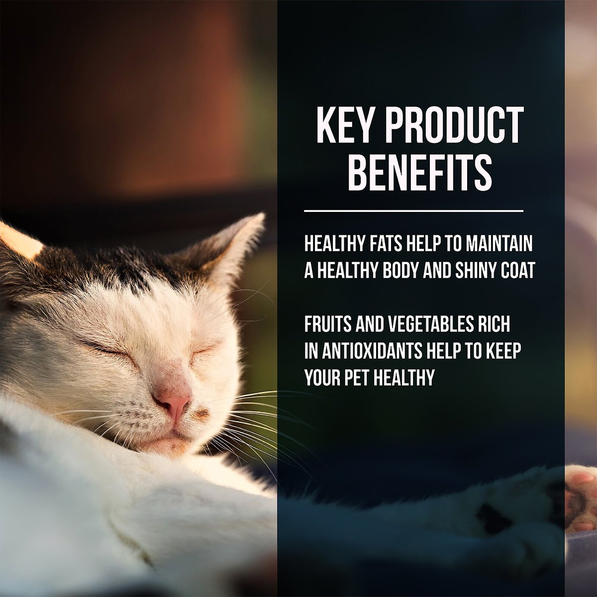 Fussie Cat Market Fresh Salmon Dry Food 2 lb