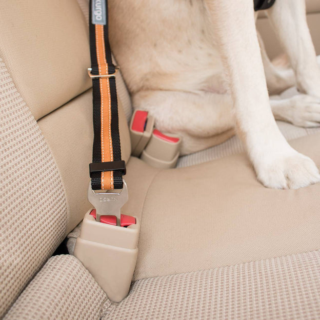 Kurgo Seatbelt Tether Orange