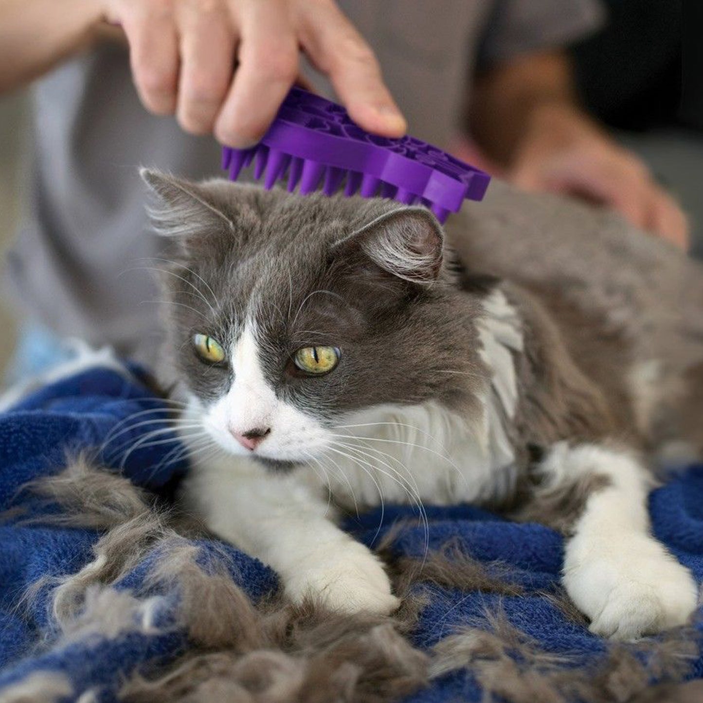 Kong Zoom Groom Cat