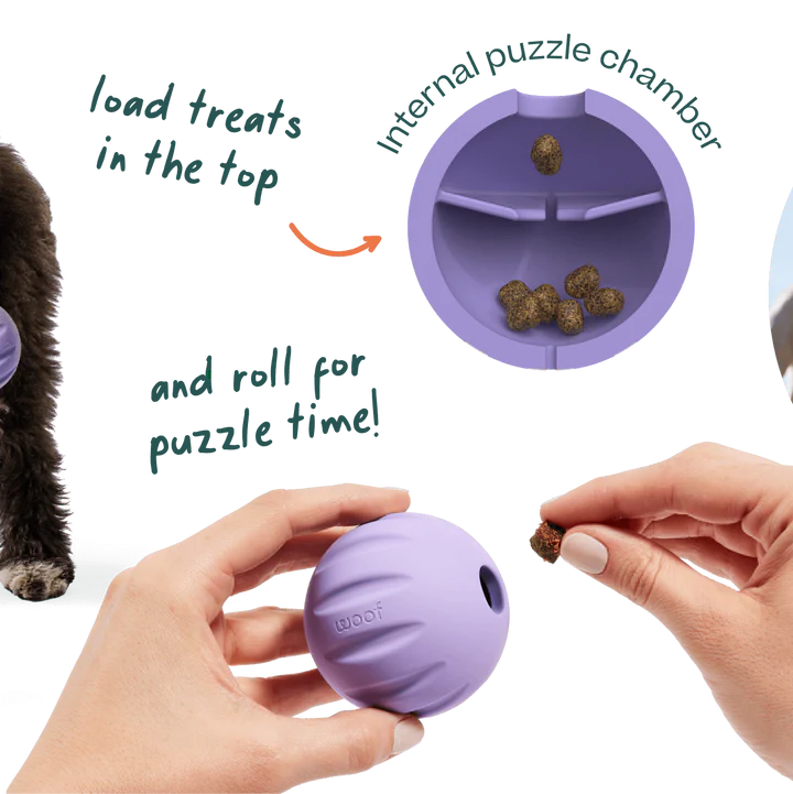 Woof Forager Flyball