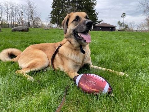 Territory Big Game Football 11"