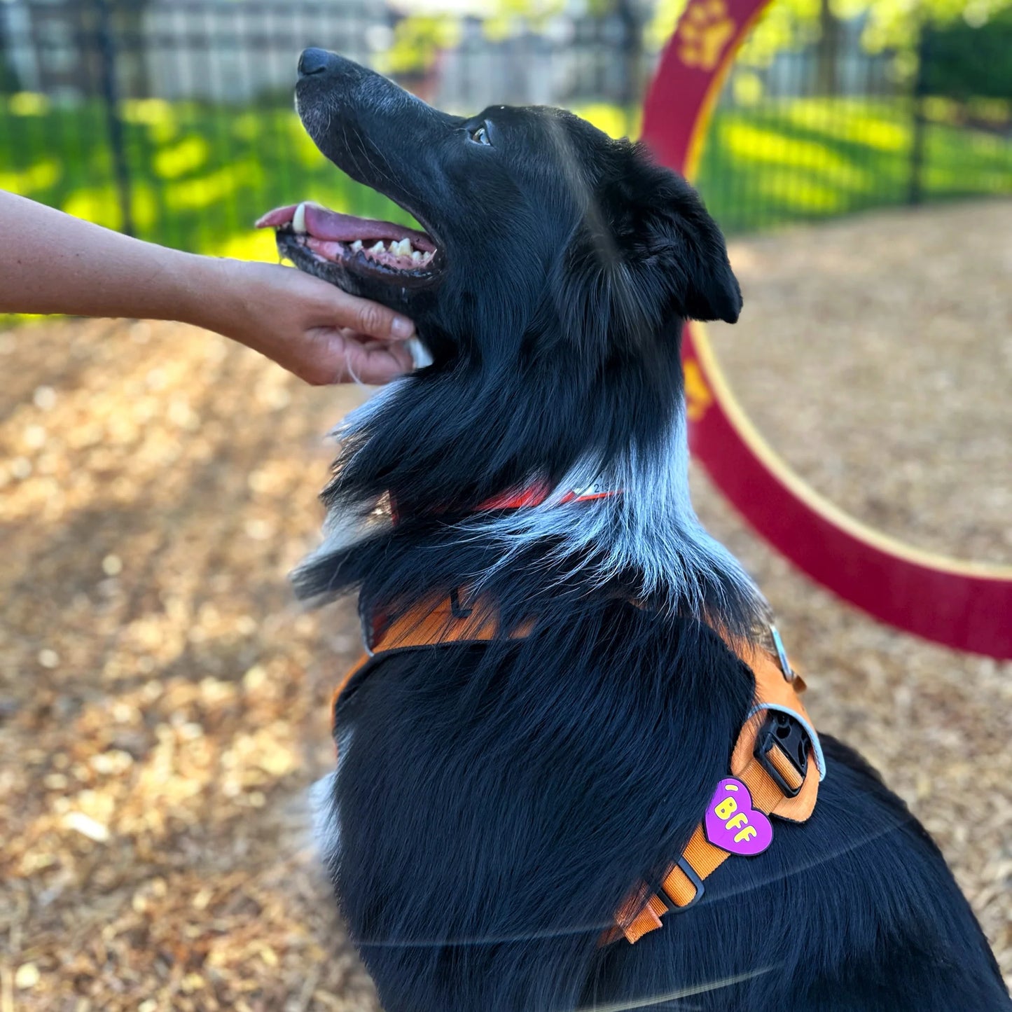 Jiby Dog Crew Charm BFF Dog