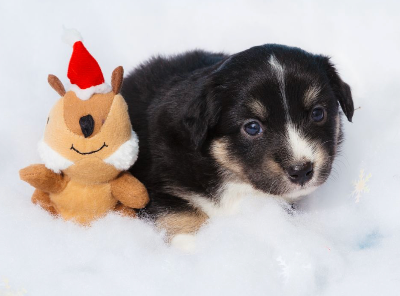 Zippy Paws Holiday Zippy Burrow Yule Log