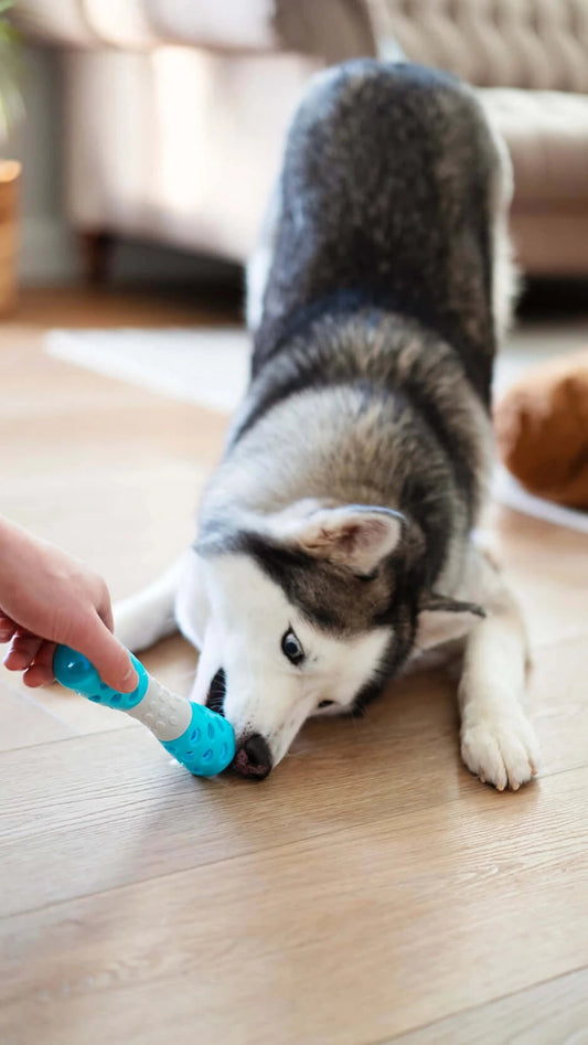 Messy Mutts Toss N Stuff Hourglass Teal Dog Toy