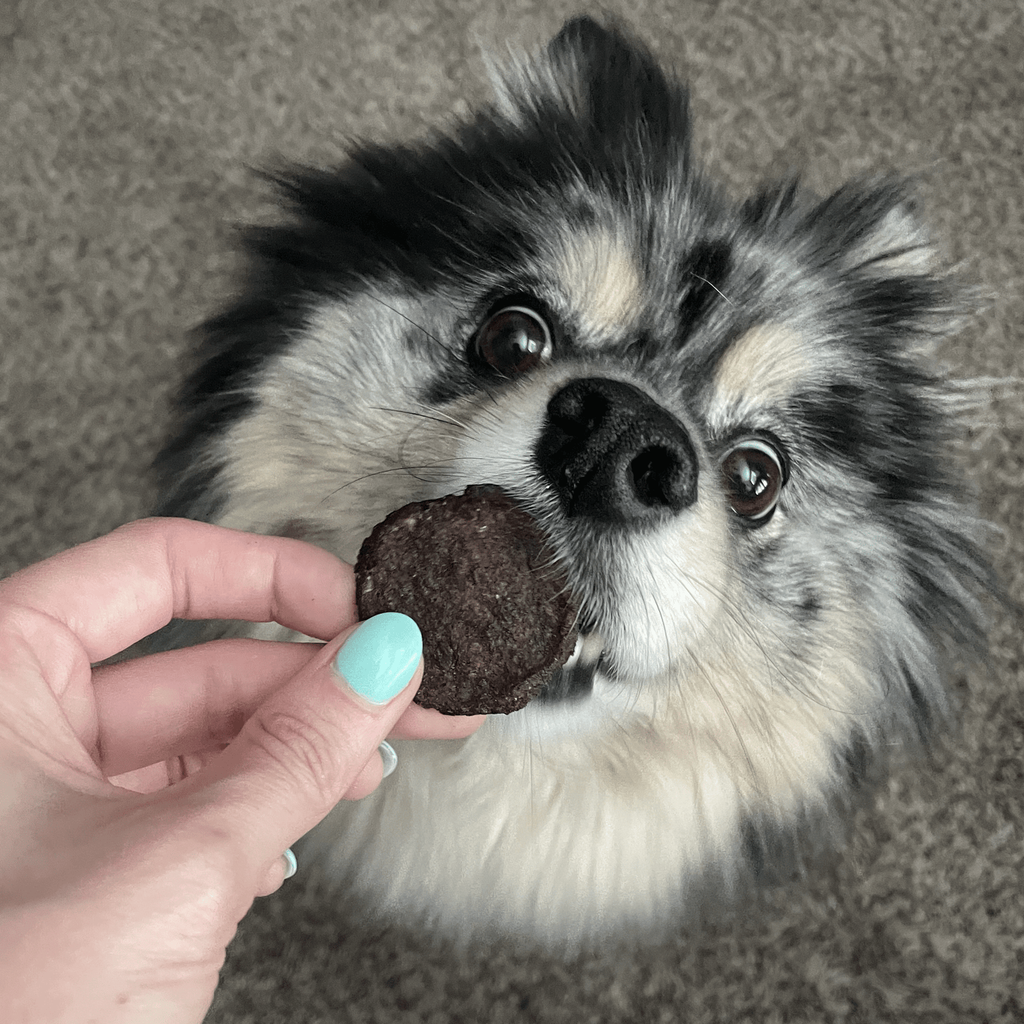 Beef Chips Dog Treats