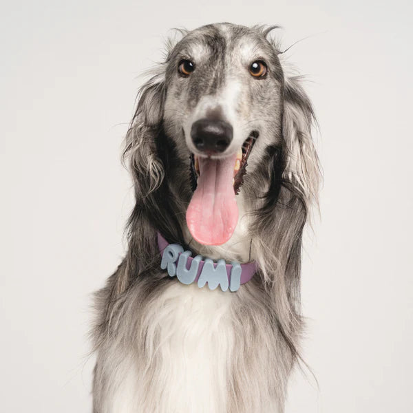 Springland Customizable Waterproof Dog Collar