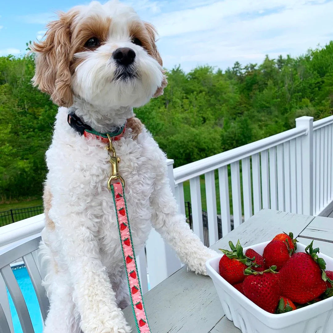 Up Country Strawberry Fields Collar