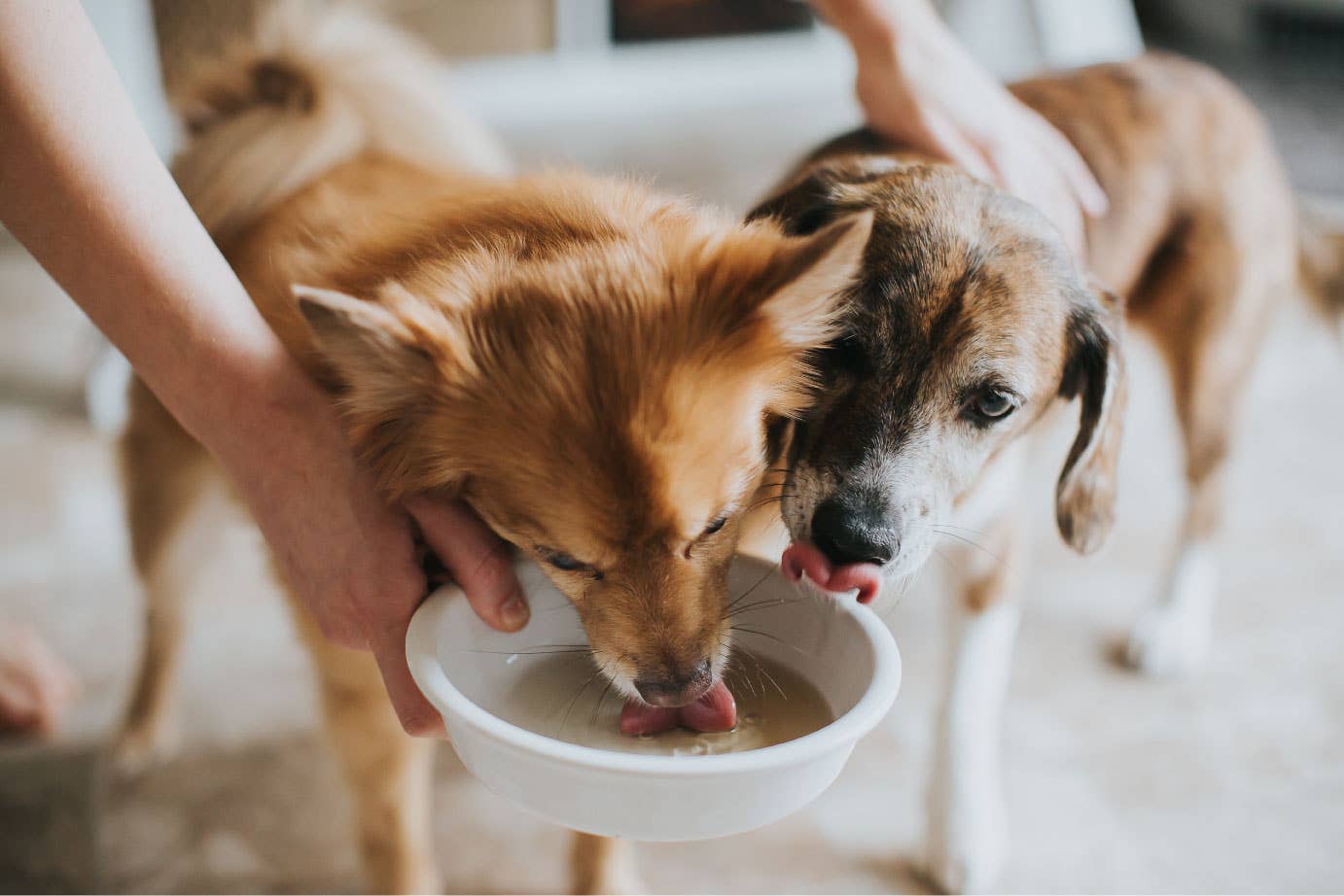 Crude Carnivore 16oz Turkey Bone Broth