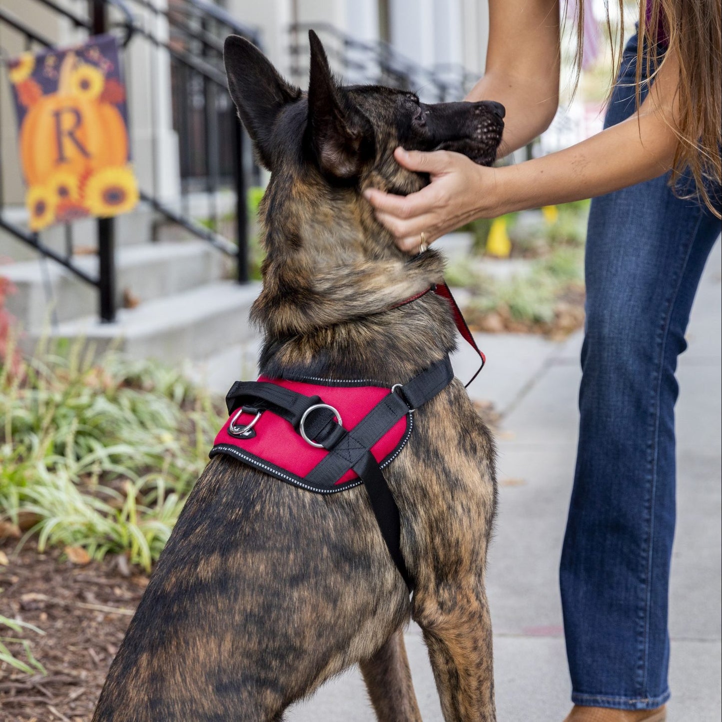 Bark Appeal Blue Reflective No Pull Harness