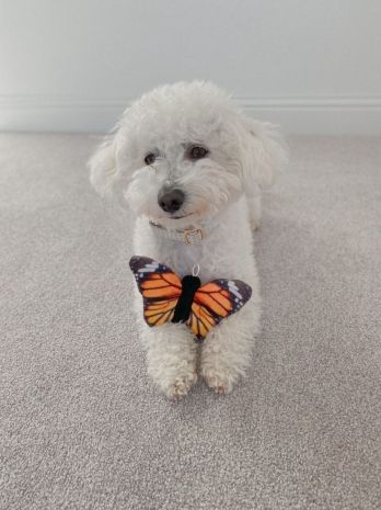 Tall Tails 6" Plush Squeaker Monarch Butterfly Dog Toy