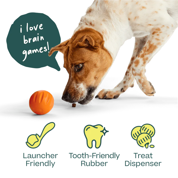 Woof Forager Flyball