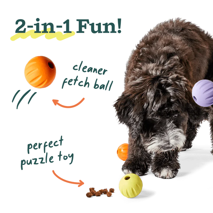 Woof Forager Flyball