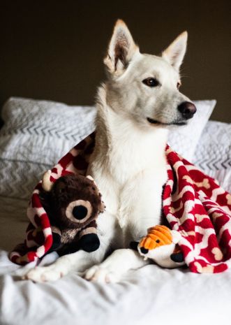 Tall Tails Fox Dog Toy